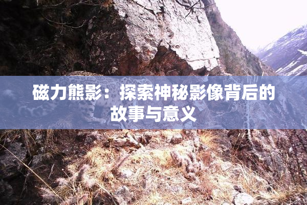 磁力熊影：探索神秘影像背后的故事与意义