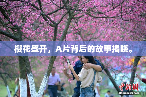 樱花盛开，A片背后的故事揭晓。