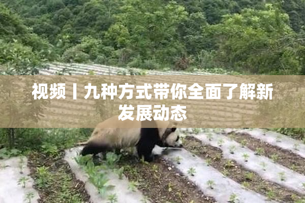 视频丨九种方式带你全面了解新发展动态