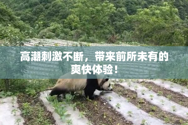高潮刺激不断，带来前所未有的爽快体验！