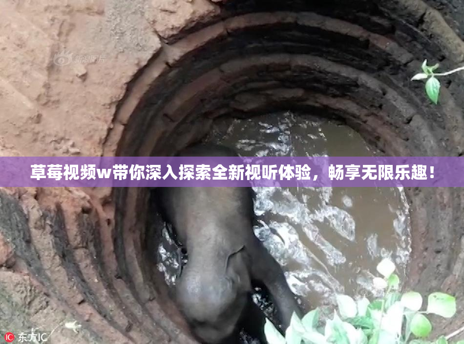 草莓视频w带你深入探索全新视听体验，畅享无限乐趣！