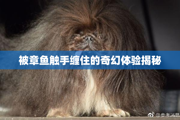 被章鱼触手缠住的奇幻体验揭秘