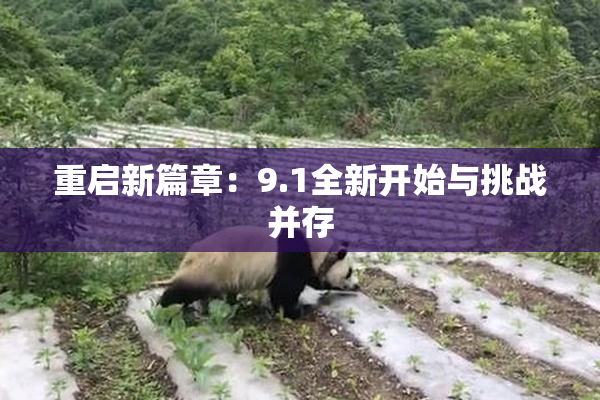 重启新篇章：9.1全新开始与挑战并存