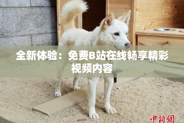 全新体验：免费B站在线畅享精彩视频内容