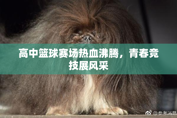 高中篮球赛场热血沸腾，青春竞技展风采