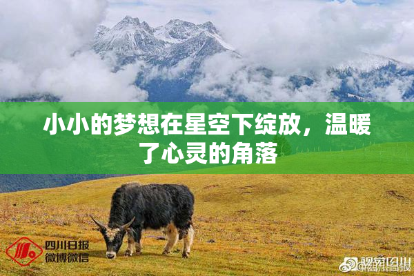 小小的梦想在星空下绽放，温暖了心灵的角落