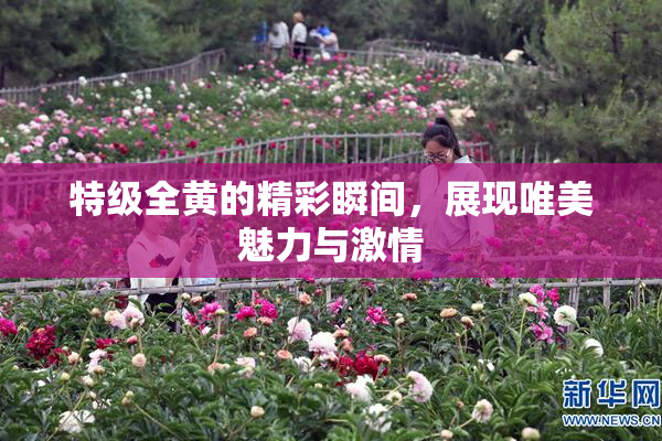 特级全黄的精彩瞬间，展现唯美魅力与激情