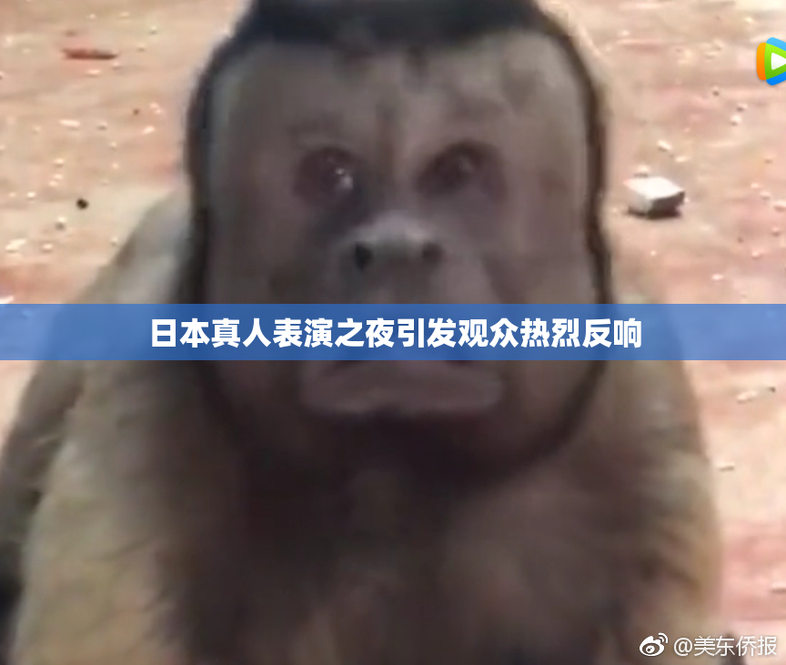 日本真人表演之夜引发观众热烈反响