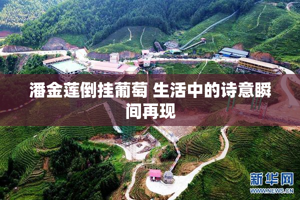 潘金莲倒挂葡萄 生活中的诗意瞬间再现
