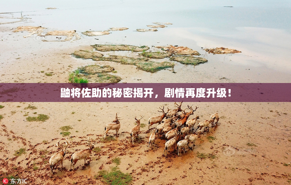 鼬将佐助的秘密揭开，剧情再度升级！