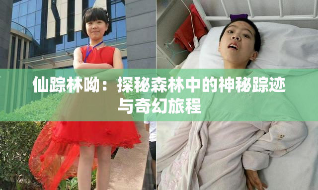 仙踪林呦：探秘森林中的神秘踪迹与奇幻旅程
