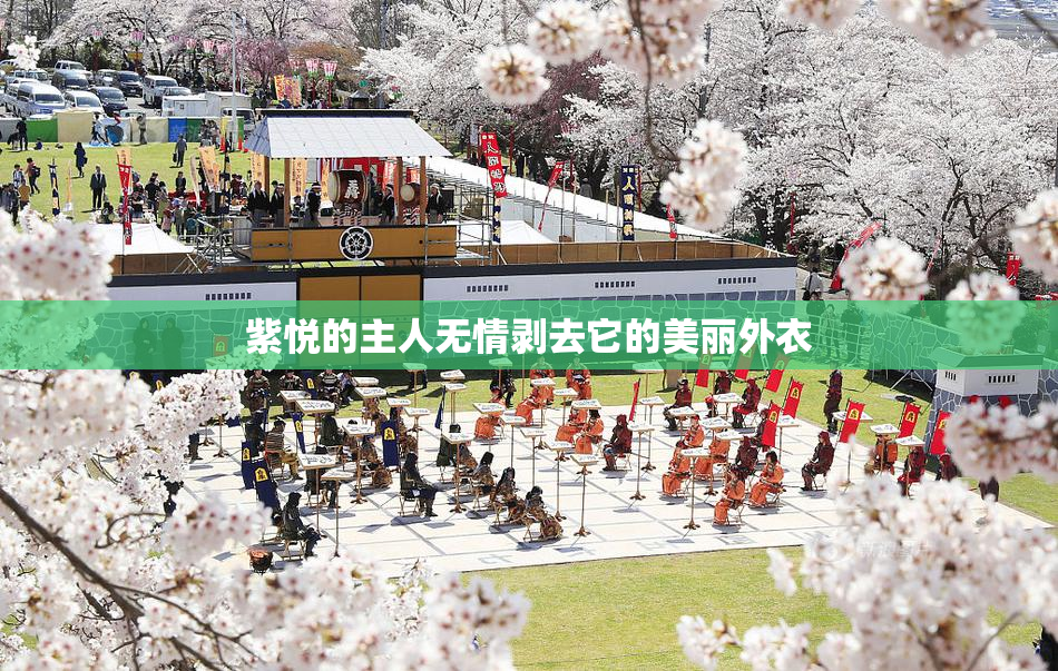 紫悦的主人无情剥去它的美丽外衣