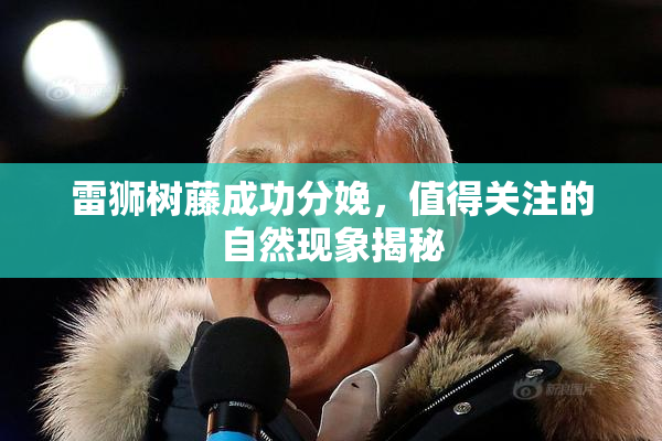雷狮树藤成功分娩，值得关注的自然现象揭秘