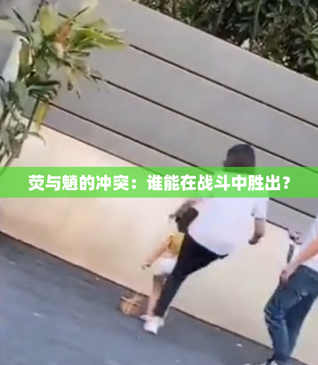 荧与魈的冲突：谁能在战斗中胜出？