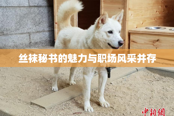 丝袜秘书的魅力与职场风采并存