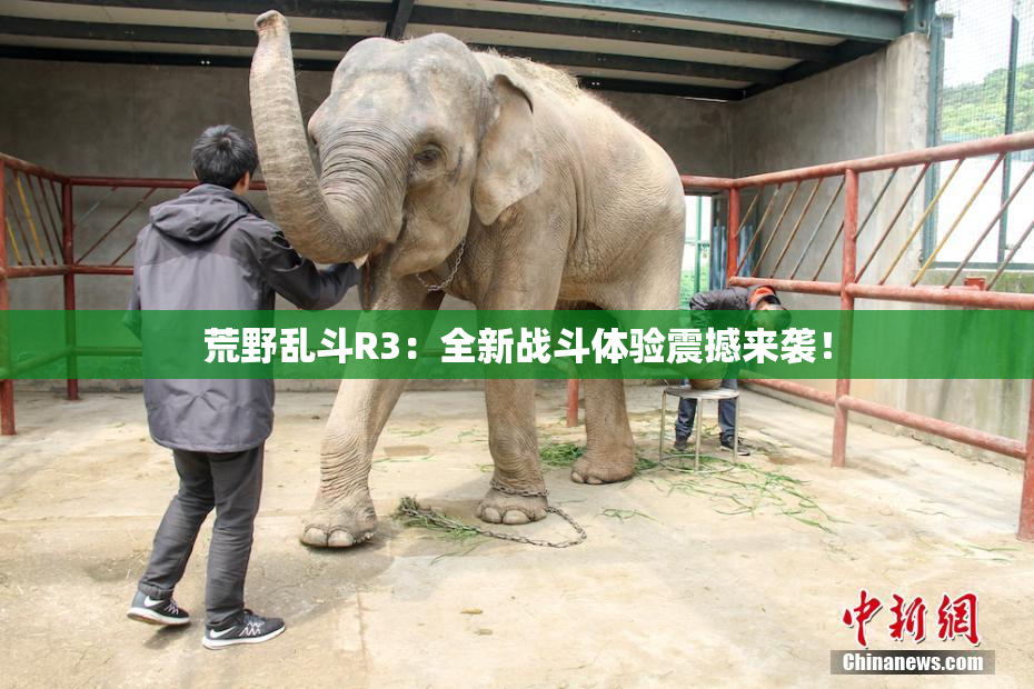 荒野乱斗R3：全新战斗体验震撼来袭！