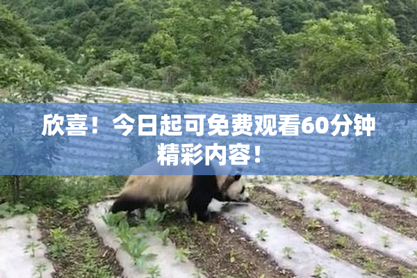 欣喜！今日起可免费观看60分钟精彩内容！