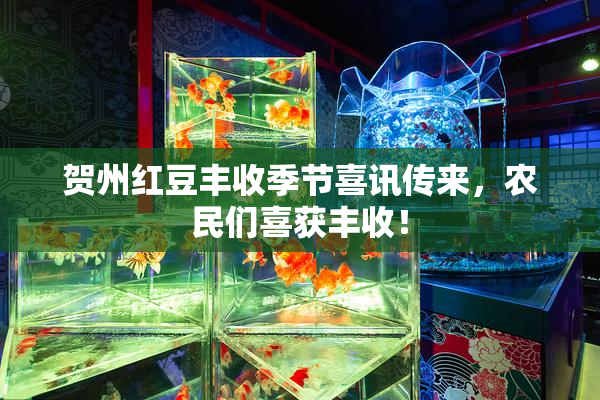 贺州红豆丰收季节喜讯传来，农民们喜获丰收！