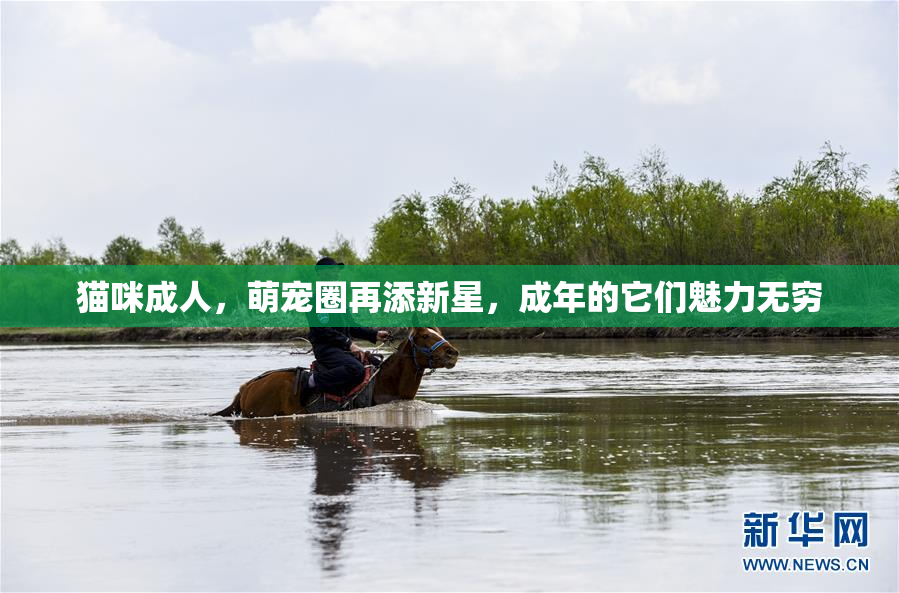 猫咪成人，萌宠圈再添新星，成年的它们魅力无穷