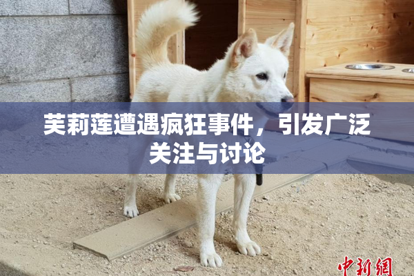 芙莉莲遭遇疯狂事件，引发广泛关注与讨论