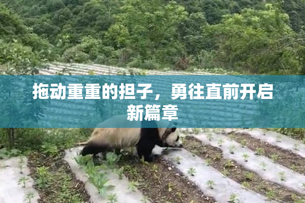 拖动重重的担子，勇往直前开启新篇章