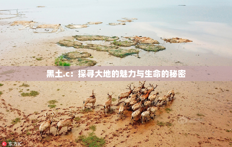 黑土.c：探寻大地的魅力与生命的秘密