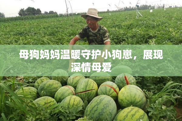 母狗妈妈温暖守护小狗崽，展现深情母爱