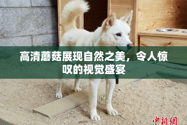 高清蘑菇展现自然之美，令人惊叹的视觉盛宴