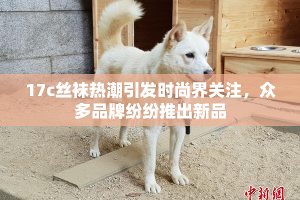 17c丝袜热潮引发时尚界关注，众多品牌纷纷推出新品