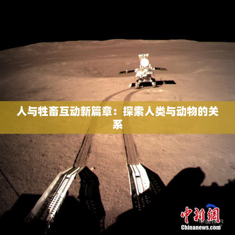 人与牲畜互动新篇章：探索人类与动物的关系