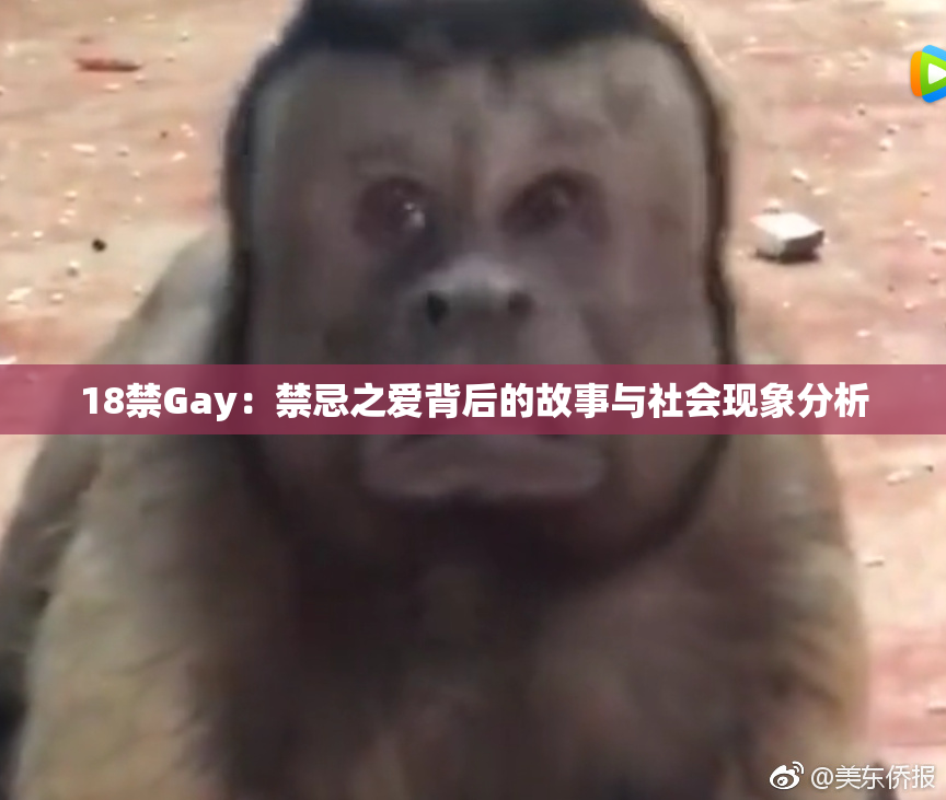 18禁Gay：禁忌之爱背后的故事与社会现象分析