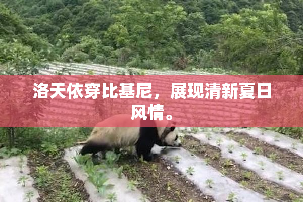 洛天依穿比基尼，展现清新夏日风情。