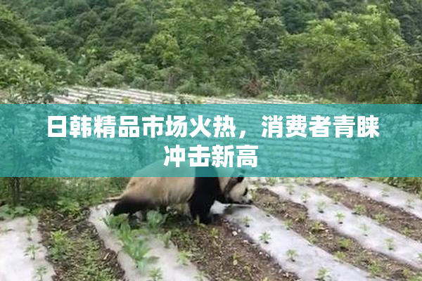 日韩精品市场火热，消费者青睐冲击新高