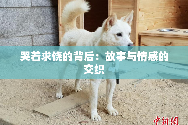 哭着求饶的背后：故事与情感的交织