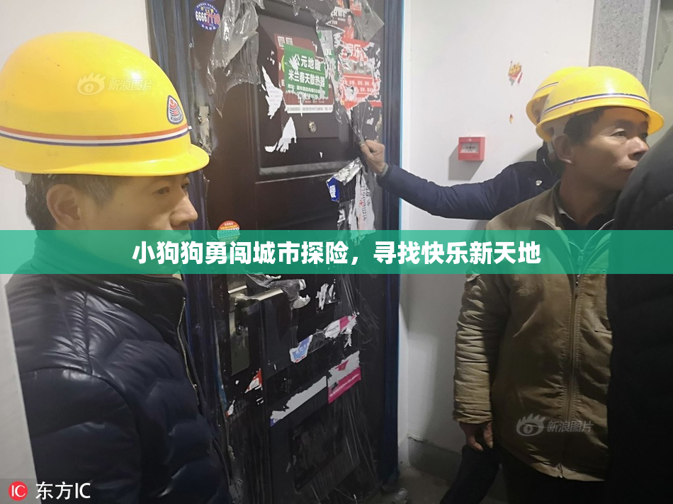 小狗狗勇闯城市探险，寻找快乐新天地