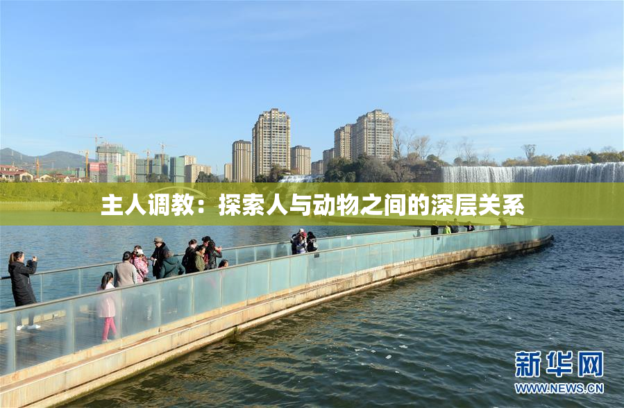主人调教：探索人与动物之间的深层关系