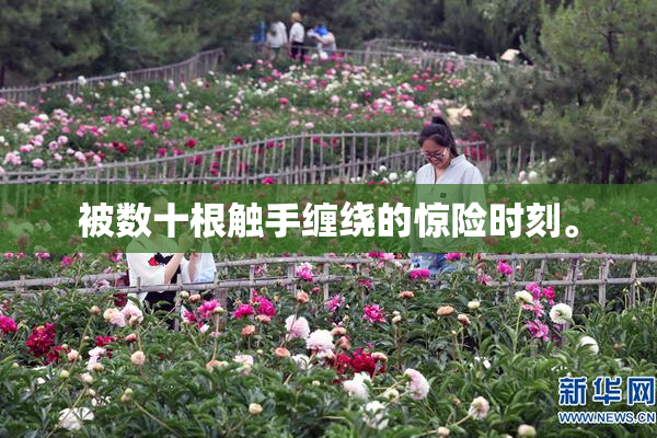 被数十根触手缠绕的惊险时刻。