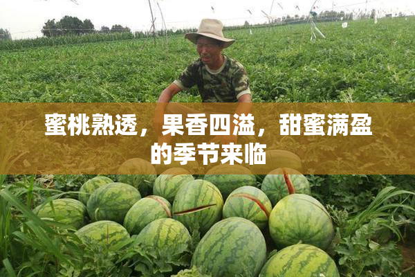 蜜桃熟透，果香四溢，甜蜜满盈的季节来临